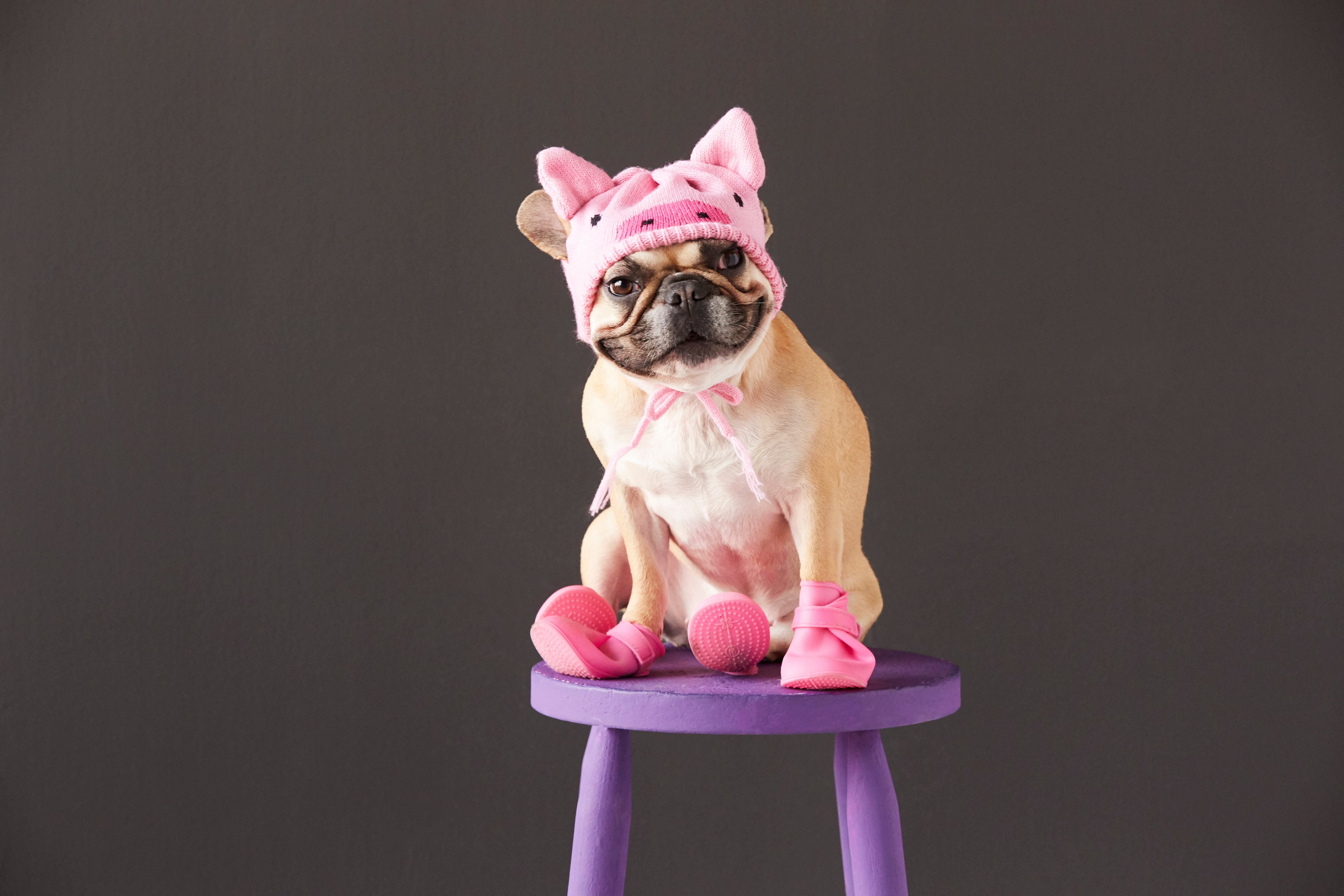 french-bulldog-wearing-pig-costume