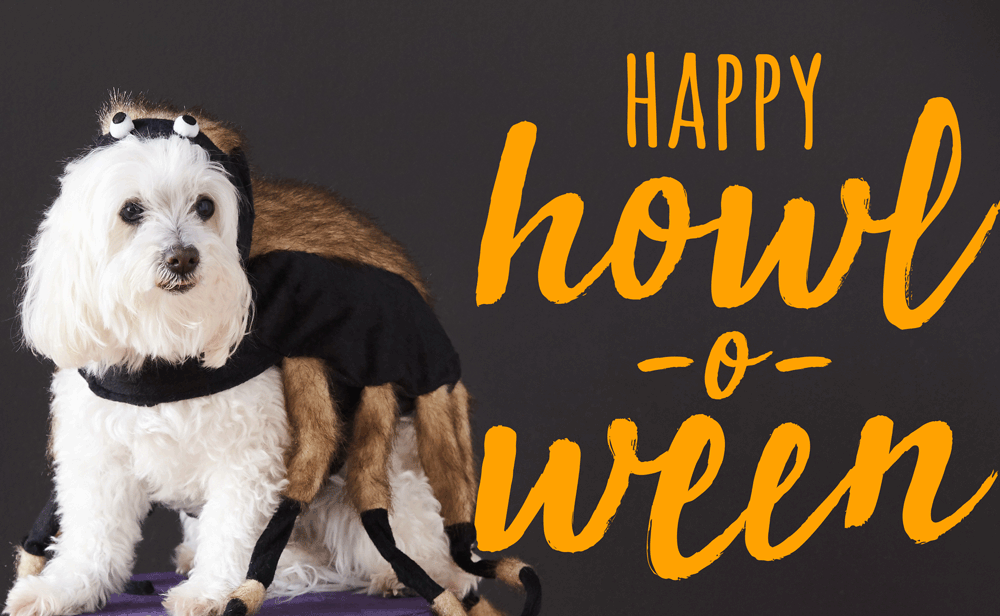 dog-in-spider-costume-barking-happy-howl-o-ween