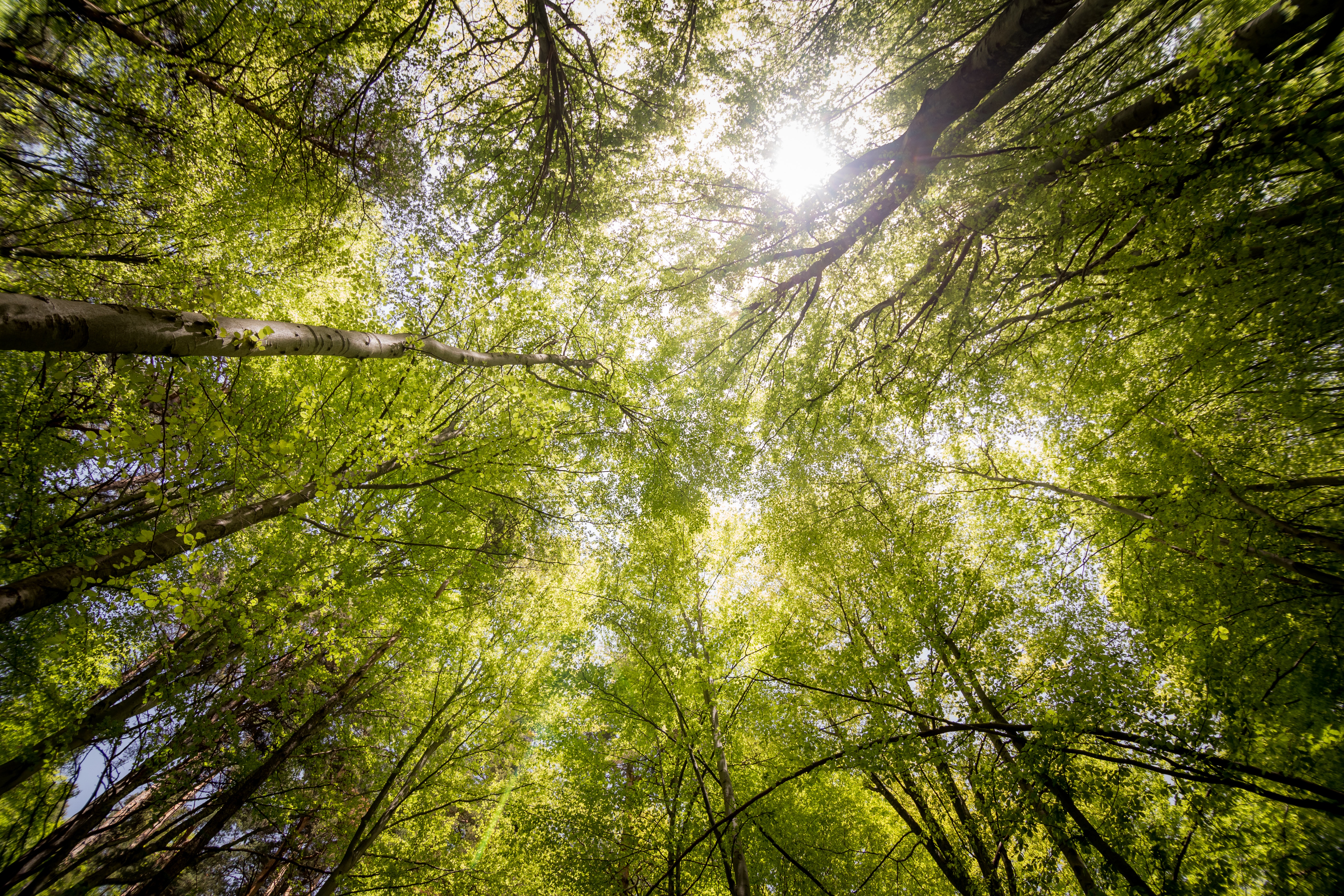 daylight-shining-through-branches-countryside-